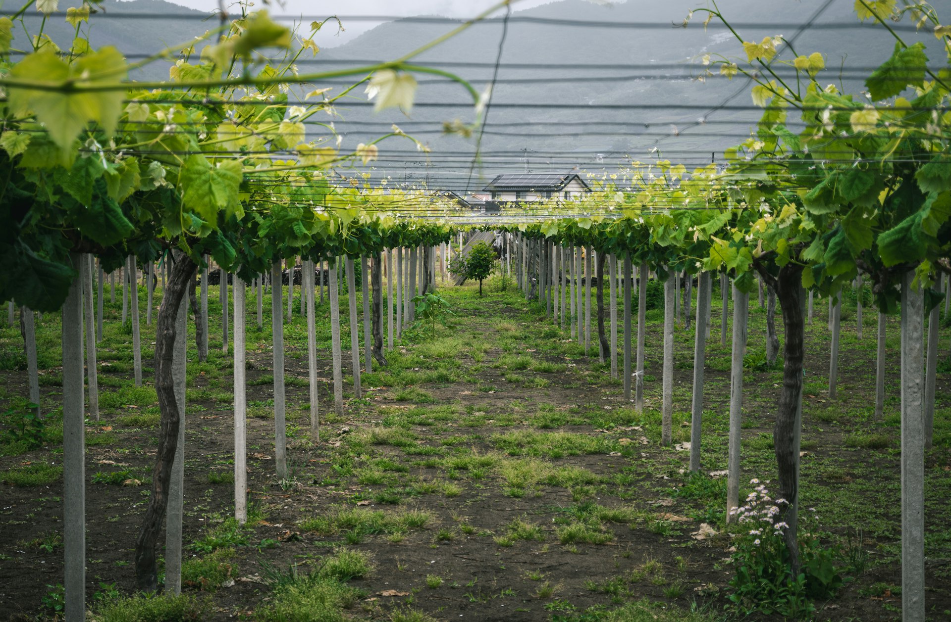 rows of trees in a field with mountains in the background
